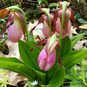 Circle of Lady Slippers