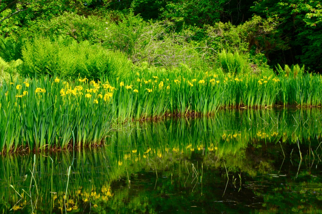 Iris in Pond