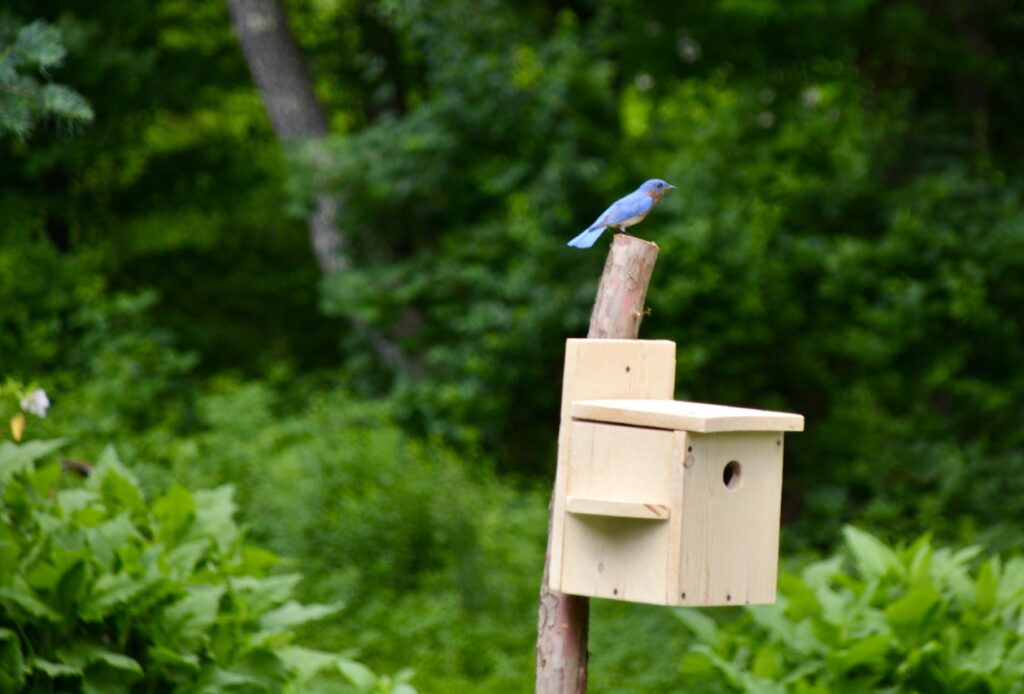 Birthday Bluebird on House