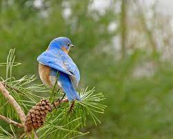 Christmas Bluebird